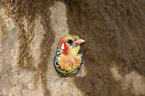 Flame-headed Barbet