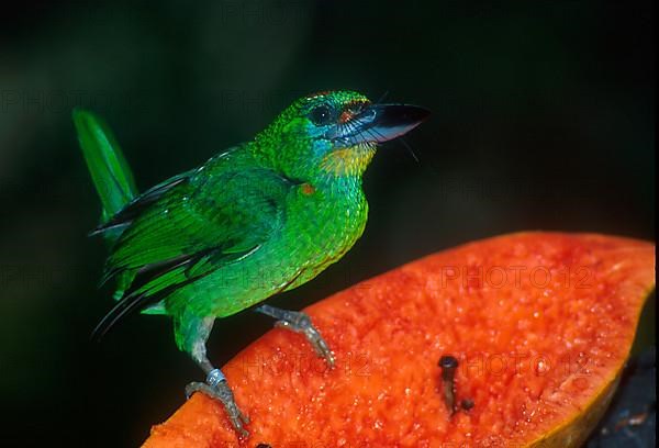 Harlequin Barbet