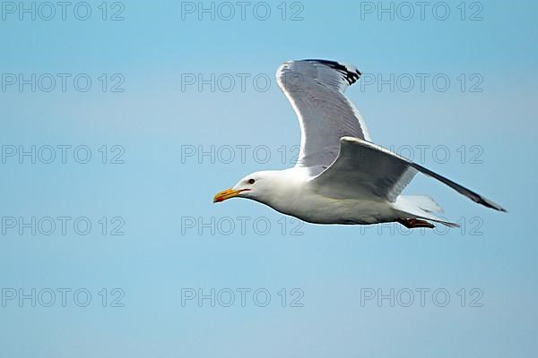 Caspian Gull