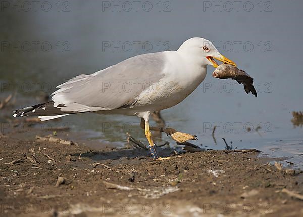 Caspian Gull