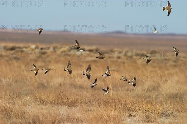 Black black lark