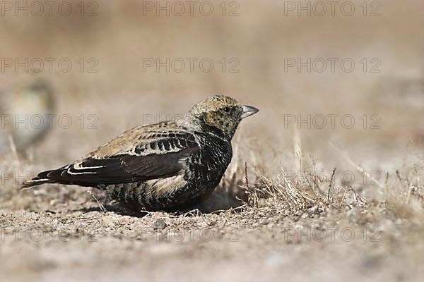 Black black lark