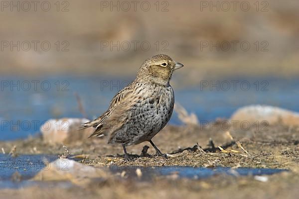 Black black lark