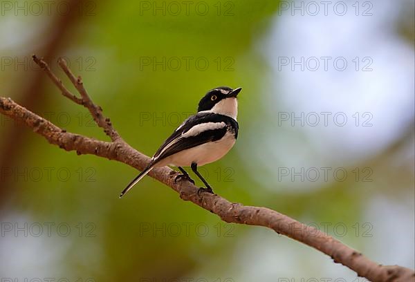 Black-headed Batis