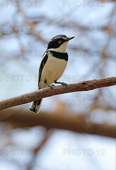 Black-headed Batis