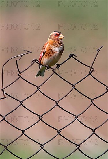 Crimson-winged Finch