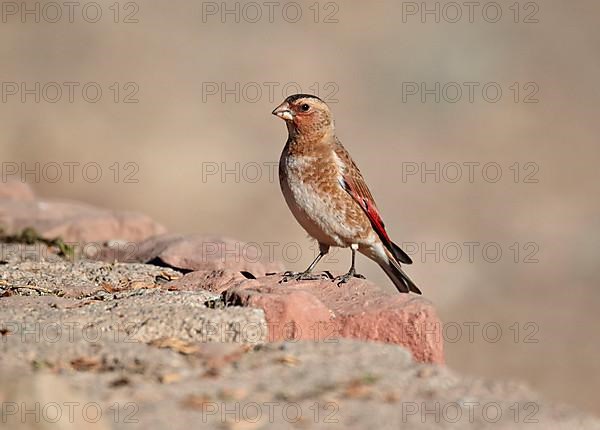 Crimson-winged Finch