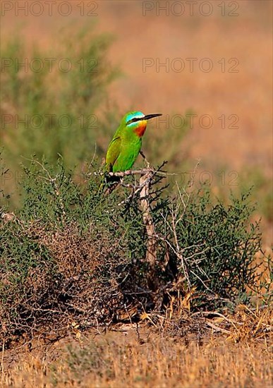 Blue-cheeked Bee-eater