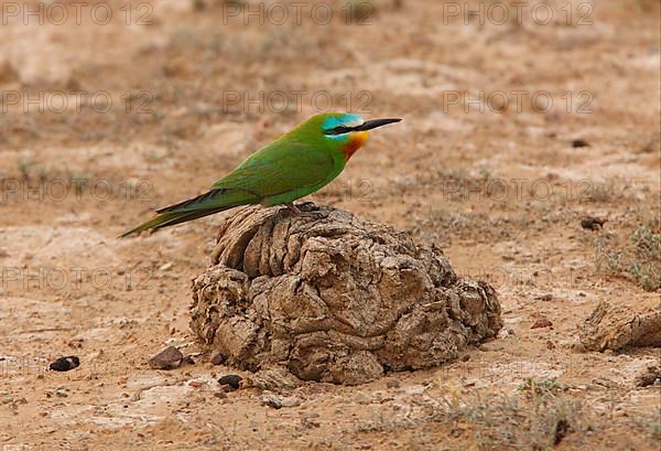 Blue-cheeked Bee-eater