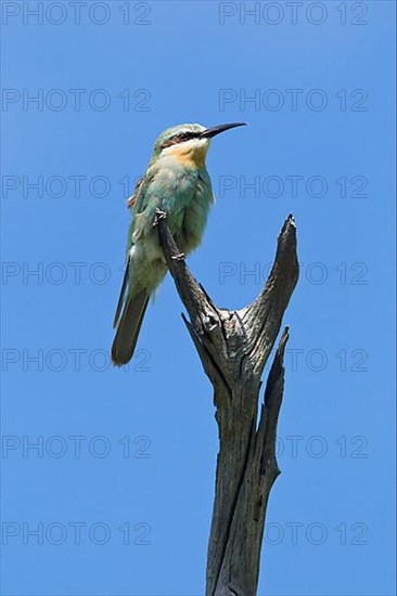 Blue-cheeked bee-eaters