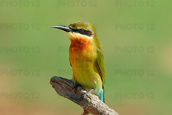 Blue-tailed bee-eater