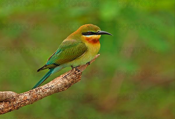 Blue-tailed bee-eater