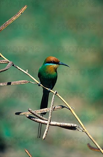 Boehm's bee-eater