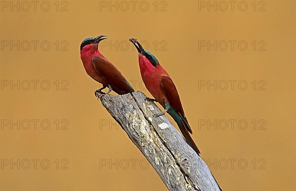 Southern carmine bee-eater