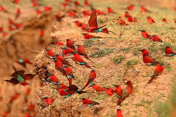 Flock of southern carmine bee-eaters