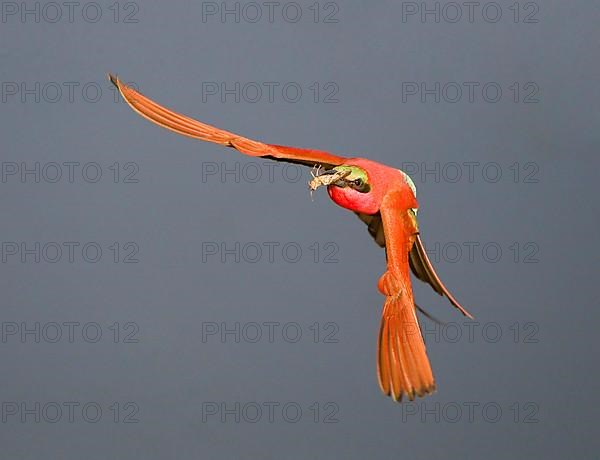 Southern carmine bee-eater