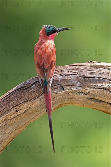 Southern carmine bee-eater