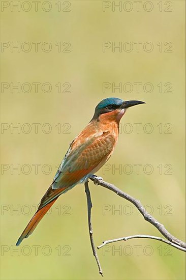 Southern carmine bee-eater