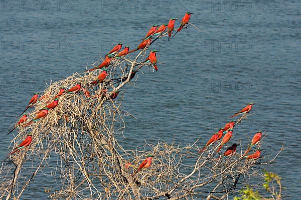 Flock of southern carmine bee-eaters