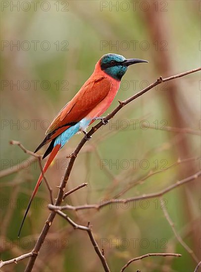 Northern Carmine Bee-eater