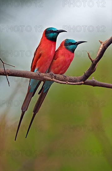 Northern Carmine Bee-eater