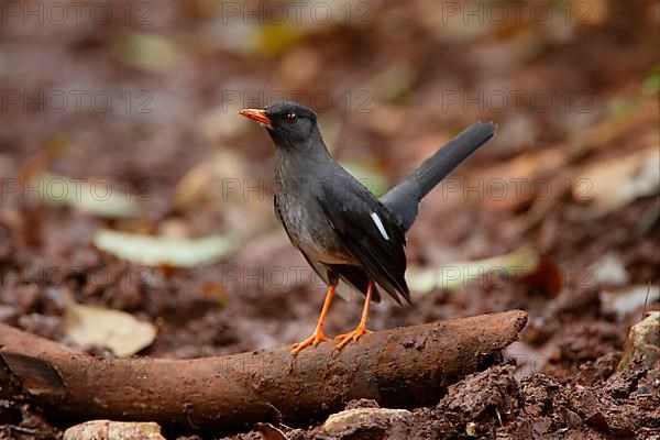 Adult white-chinned thrush