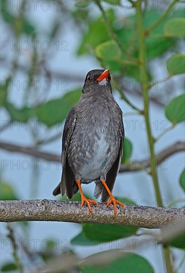 White-chinned thrush