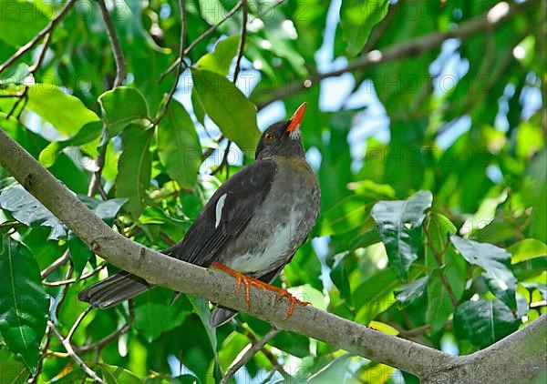 White-chinned thrush