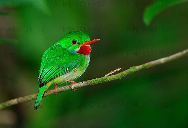 Jamaican tody