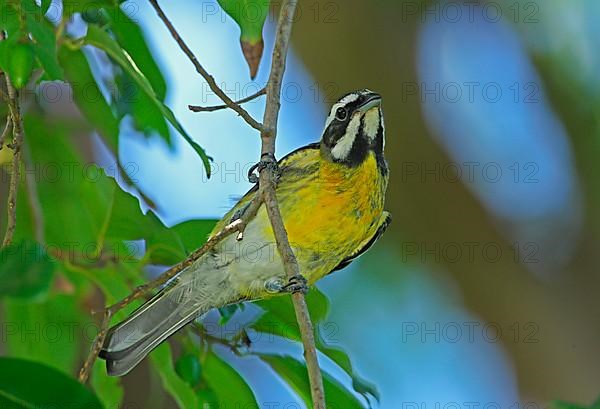 Jamaica Stripe-headed Tanager