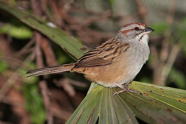 Adult stripe-headed sparrow