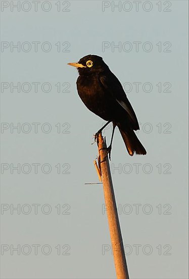 Spectacled Flycatcher