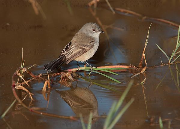 Sooty tyrannulet