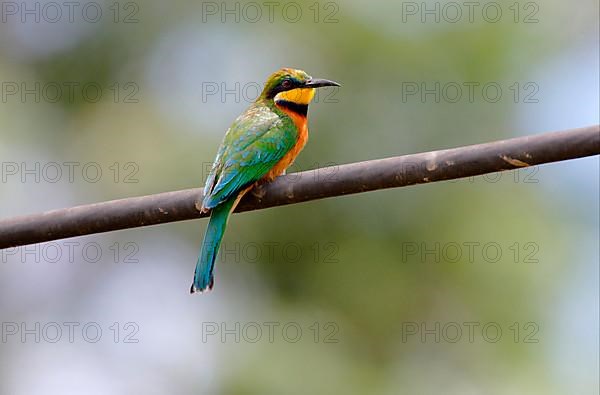Cinnamon-chested bee-eater