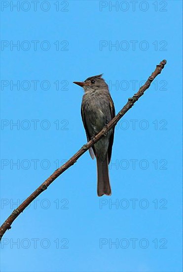 Slaty Elaenia