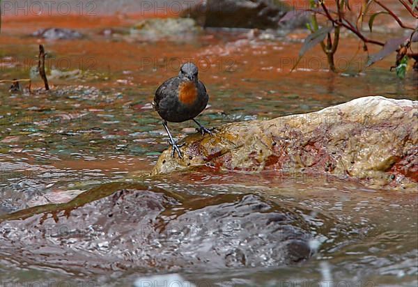 Rufous-throated dipper