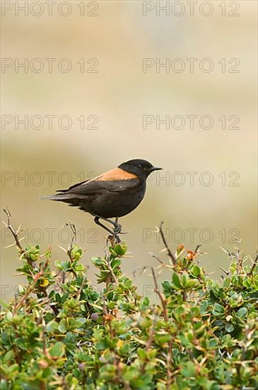 Adult austral negrito