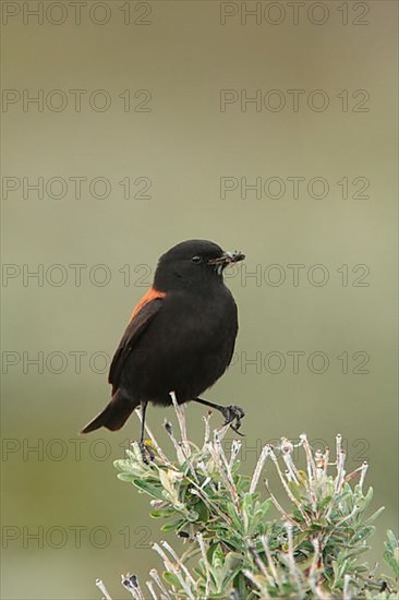 Austral Negrito