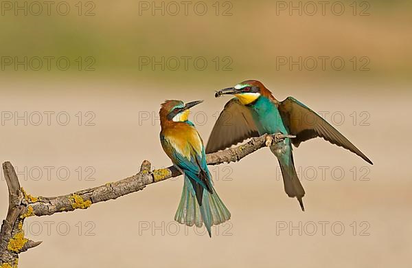 European bee-eater