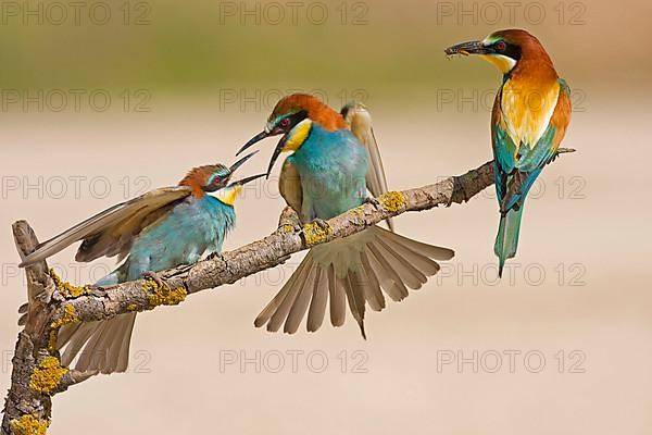 European bee-eater