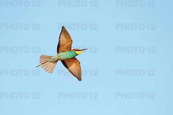 European bee-eater