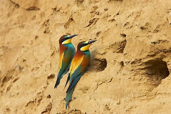 European bee-eater