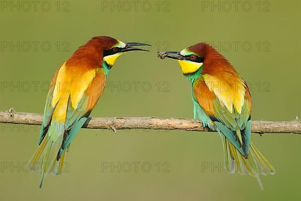 European bee-eater