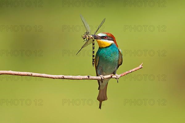 European bee-eater