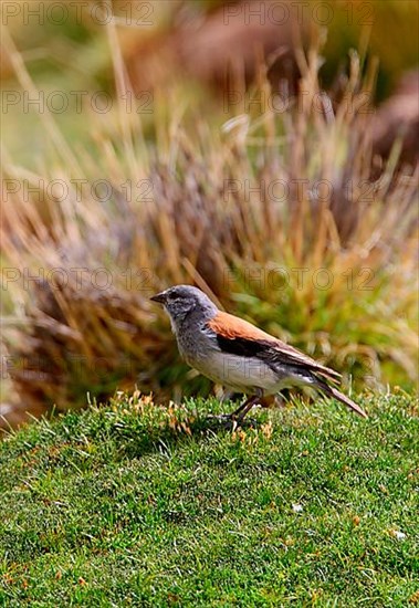 Red-backed Sierra-finch