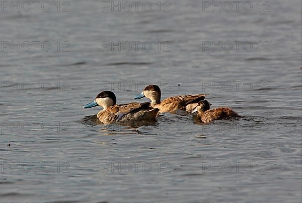 Puna Teal