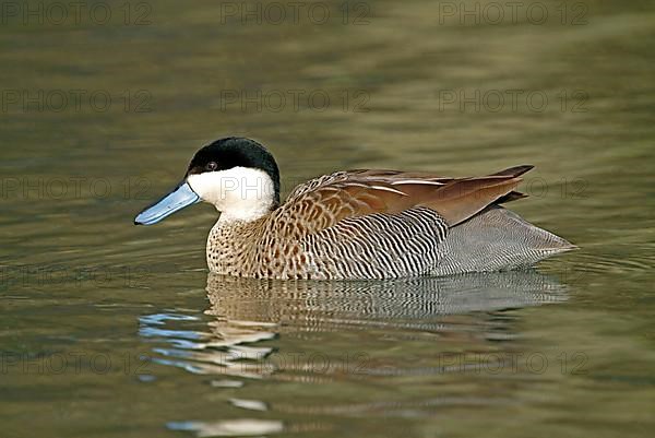 Puna teal