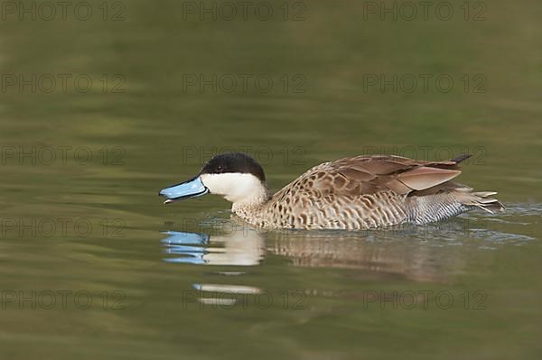 Puna Teal