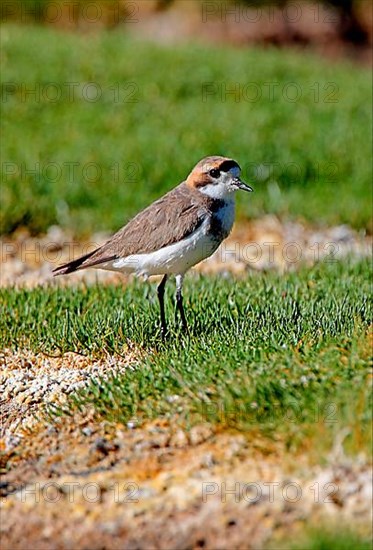 Puna Plover