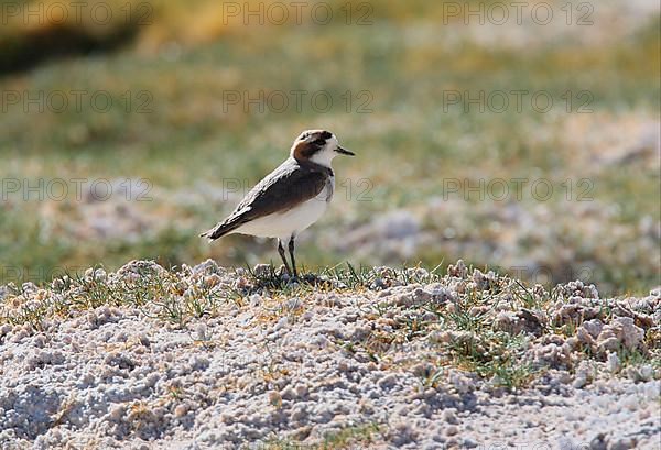 Puna Plover